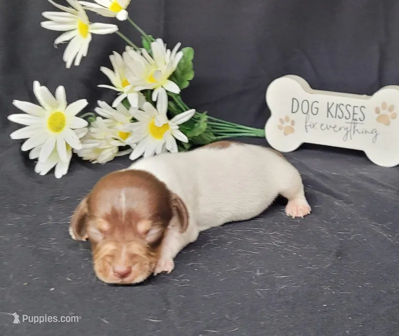 Hank AKC – Miniature Dachshund puppy for sale in Laurel, IN