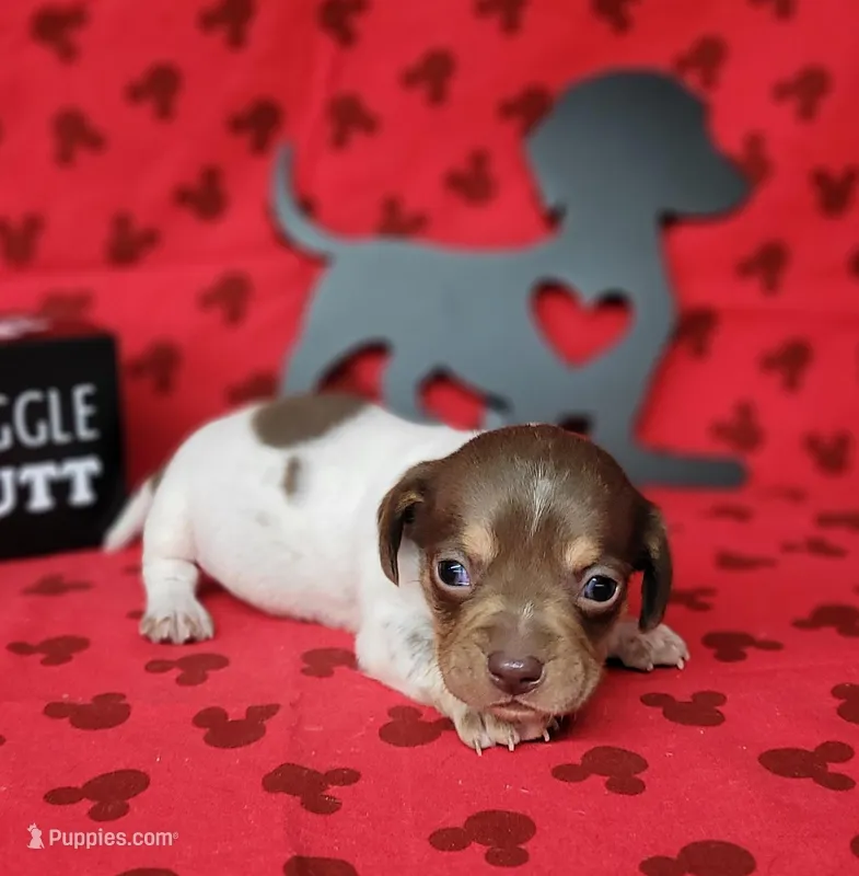 Hank AKC – Miniature Dachshund puppy for sale in Laurel, IN