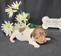 Hank AKC, a male Miniature Dachshund for sale in Laurel, IN – Photo 3 of 4