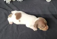 Hank AKC, a male Miniature Dachshund for sale in Laurel, IN – Photo 4 of 4