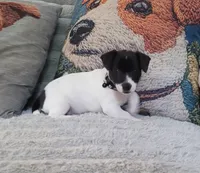 Pebbles Ready NOW, a female Jack Russell Terrier for sale in Laurel, IN – 4 of 6