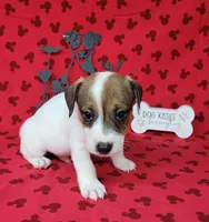 CKC Pax *Delivery available*, a male Jack Russell Terrier for sale in Laurel, IN – 3 of 6