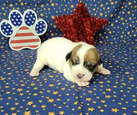 CKC Pax *Delivery available*, a male Jack Russell Terrier for sale in Laurel, IN – 5 of 7
