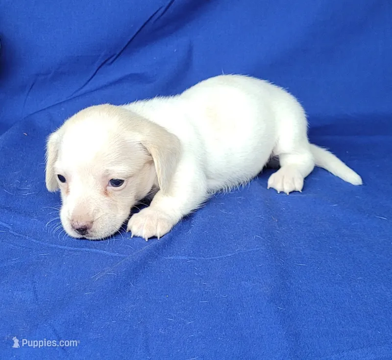 AKC Laci Cream female – Miniature Dachshund puppy for sale in Laurel, IN