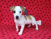 Jinx purebred JRT , a female Jack Russell Terrier for sale in Laurel, IN – 6 of 8