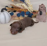 AKC Herman delivery available , a male Miniature Dachshund for sale in Laurel, IN – 2 of 4