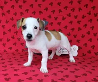 Jinx purebred JRT , a female Jack Russell Terrier for sale in Laurel, IN – 7 of 8