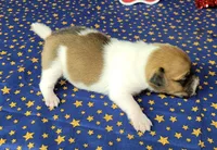 Riggs CKC male, a male Jack Russell Terrier for sale in Laurel, IN – 3 of 7