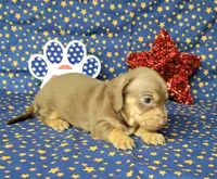 Cora AKC *Delivery*, a female Miniature Dachshund for sale in Laurel, IN – 6 of 6