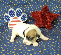 CKC Pax *Delivery available*, a male Jack Russell Terrier for sale in Laurel, IN – 2 of 7