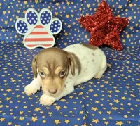 Chloe AKC purebred *Delivery*, a female Miniature Dachshund for sale in Laurel, IN – 3 of 5