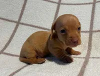 AKC Willie *Delivery Available*, a male Miniature Dachshund for sale in Laurel, IN – 3 of 4