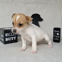Westfork's TESSA purebred JRT, a female Jack Russell Terrier for sale in Laurel, IN – Photo 2 of 8