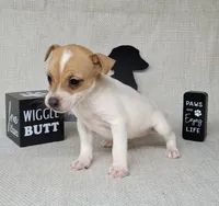 Westfork's TESSA purebred JRT, a female Jack Russell Terrier for sale in Laurel, IN – Photo 2 of 8