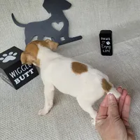 Westfork's TESSA purebred JRT, a female Jack Russell Terrier for sale in Laurel, IN – Photo 6 of 8