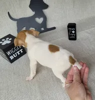 Westfork's TESSA purebred JRT, a female Jack Russell Terrier for sale in Laurel, IN – Photo 6 of 8