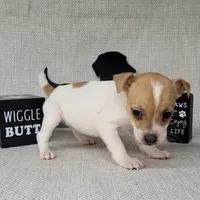 Westfork's TESSA purebred JRT, a female Jack Russell Terrier for sale in Laurel, IN – Photo 3 of 8