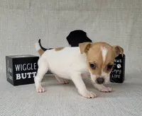 Westfork's TESSA purebred JRT, a female Jack Russell Terrier for sale in Laurel, IN – Photo 3 of 8