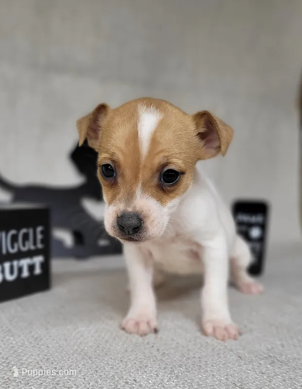 Westfork's TESSA purebred JRT