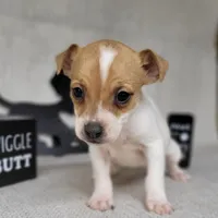 Westfork's TESSA purebred JRT, a female Jack Russell Terrier for sale in Laurel, IN – Photo 1 of 8