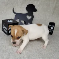 Westfork's TESSA purebred JRT, a female Jack Russell Terrier for sale in Laurel, IN – Photo 5 of 8