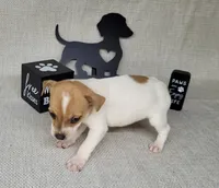 Westfork's TESSA purebred JRT, a female Jack Russell Terrier for sale in Laurel, IN – Photo 5 of 8