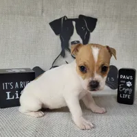 Westfork's TESSA purebred JRT, a female Jack Russell Terrier for sale in Laurel, IN – Photo 7 of 8