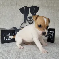 Westfork's TESSA purebred JRT, a female Jack Russell Terrier for sale in Laurel, IN – Photo 8 of 8