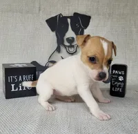Westfork's TESSA purebred JRT, a female Jack Russell Terrier for sale in Laurel, IN – Photo 8 of 8
