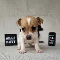 Westfork's TESSA purebred JRT, a female Jack Russell Terrier for sale in Laurel, IN – Photo 4 of 8