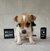 Westfork's TESSA purebred JRT, a female Jack Russell Terrier for sale in Laurel, IN – Photo 4 of 8