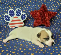 CKC "Pilot" Delivery available , a male Jack Russell Terrier for sale in Laurel, IN – 5 of 8