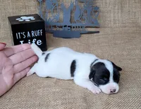 Piper purebred Jack Russell Terrier , a female Jack Russell Terrier for sale in Laurel, IN – 4 of 5
