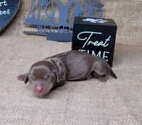 Cora AKC *Delivery*, a female Miniature Dachshund for sale in Laurel, IN – 2 of 4