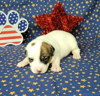 Percy CKC delivery available , a male Jack Russell Terrier for sale in Laurel, IN – 5 of 7