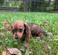 AKC Wynona *Delivery Available*, a female Miniature Dachshund for sale in Laurel, IN – 8 of 8