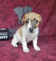 Rebel *Delivery available*, a male Jack Russell Terrier for sale in Laurel, IN – 4 of 6