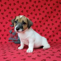 CKC "Pogo" delivery available , a male Jack Russell Terrier for sale in Laurel, IN – 2 of 7