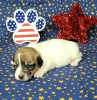 Pringle female *delivery available*, a female Jack Russell Terrier for sale in Laurel, IN – 4 of 7