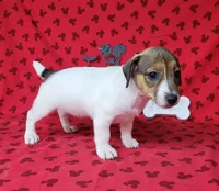 Pringle female *delivery available*, a female Jack Russell Terrier for sale in Laurel, IN – 2 of 10