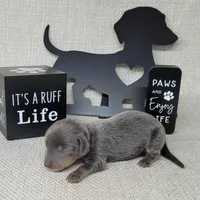 Valor Blue/Tan AKC , a male Miniature Dachshund for sale in Laurel, IN – Photo 5 of 5