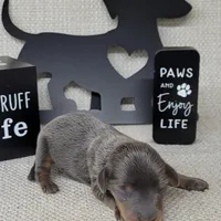 Valor Blue/Tan AKC , a male Miniature Dachshund for sale in Laurel, IN – Photo 4 of 5