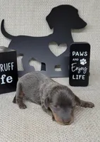 Valor Blue/Tan AKC , a male Miniature Dachshund for sale in Laurel, IN – Photo 4 of 5