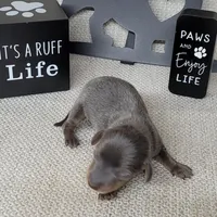 Valor Blue/Tan AKC , a male Miniature Dachshund for sale in Laurel, IN – Photo 3 of 5