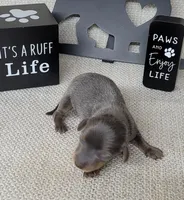 Valor Blue/Tan AKC , a male Miniature Dachshund for sale in Laurel, IN – Photo 3 of 5