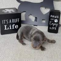 Valor Blue/Tan AKC , a male Miniature Dachshund for sale in Laurel, IN – Photo 1 of 5