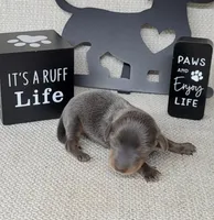 Valor Blue/Tan AKC , a male Miniature Dachshund for sale in Laurel, IN – Photo 1 of 5