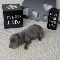 Valor Blue/Tan AKC , a male Miniature Dachshund for sale in Laurel, IN – Photo 2 of 5