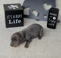 Valor Blue/Tan AKC , a male Miniature Dachshund for sale in Laurel, IN – Photo 2 of 5