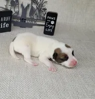 Magic CKC Registered , a male Jack Russell Terrier for sale in Laurel, IN – Photo 5 of 5